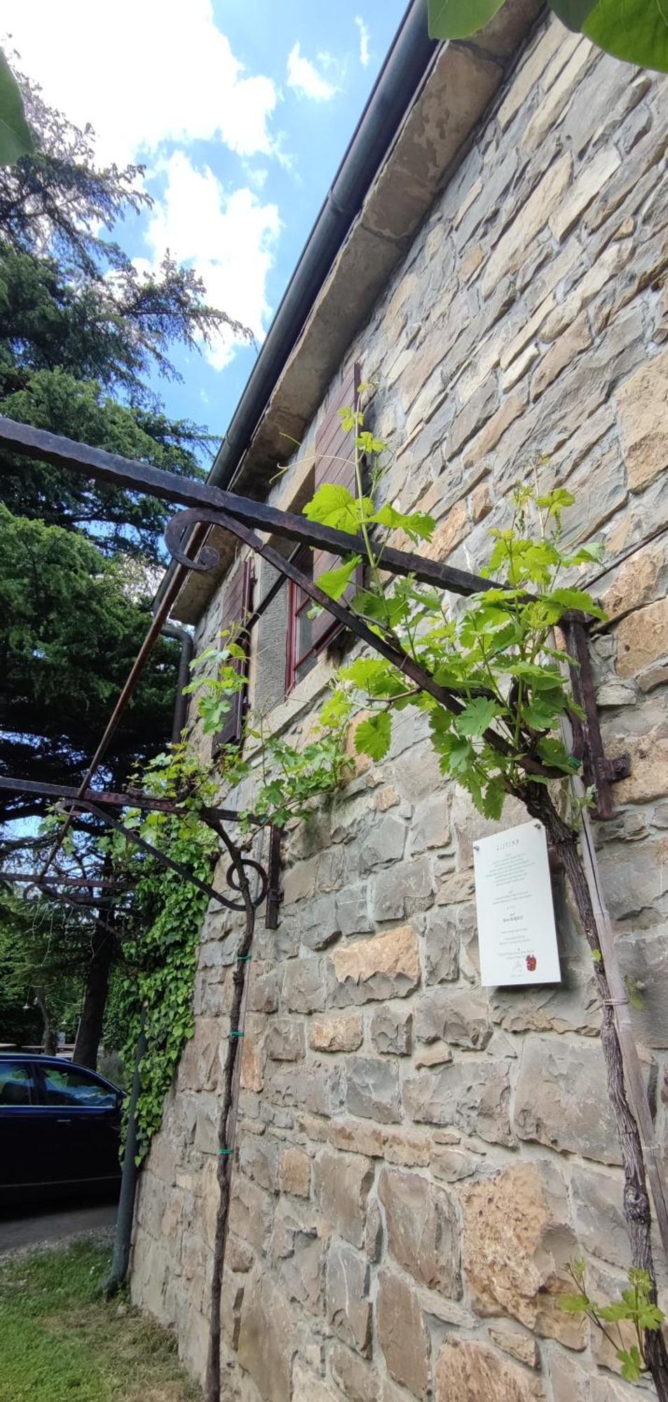Bordon Wines, Estate With Accommodation Dekani Exteriér fotografie